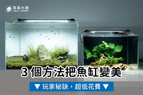 圓形魚缸造景|水族教學：魚缸造景佈置技巧 – 寵物百科